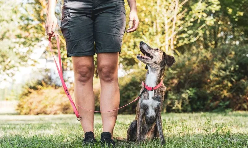 How to Find a Reputable Dog Trainer in Your Area | Omnia Pet