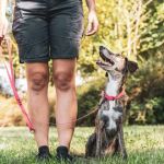 How to Find a Reputable Dog Trainer in Your Area | Omnia Pet