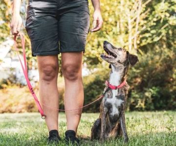 How to Find a Reputable Dog Trainer in Your Area | Omnia Pet