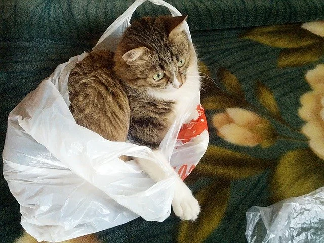 How to Keep Your Kitten from Chewing on Plastic Bags: Expert Tips