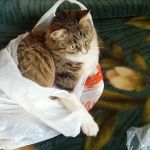 How to Keep Your Kitten from Chewing on Plastic Bags: Expert Tips