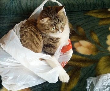How to Keep Your Kitten from Chewing on Plastic Bags: Expert Tips