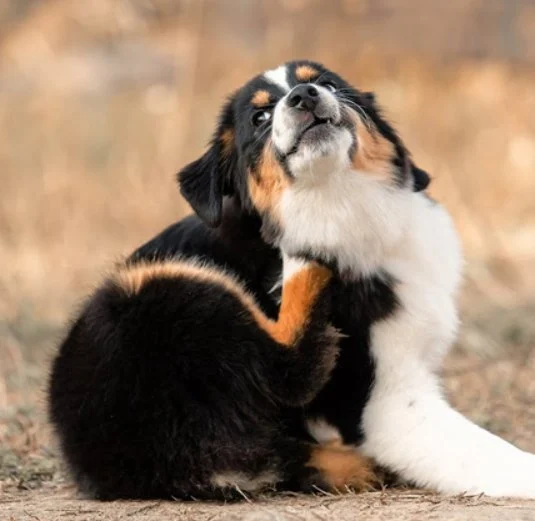 Best Ways to Prevent and Treat Fleas and Ticks on Your Pet Naturally