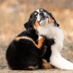 Best Ways to Prevent and Treat Fleas and Ticks on Your Pet Naturally