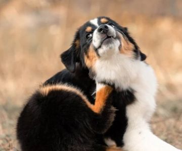Best Ways to Prevent and Treat Fleas and Ticks on Your Pet Naturally