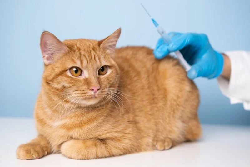 A Guide to Cat Vaccinations: Schedule, Costs, and What They Prevent