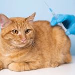 A Guide to Cat Vaccinations: Schedule, Costs, and What They Prevent