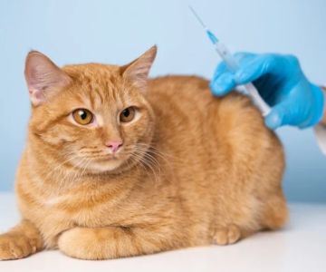 A Guide to Cat Vaccinations: Schedule, Costs, and What They Prevent