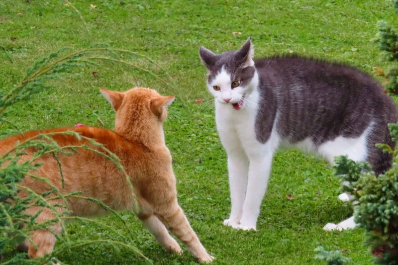 How to Stop a Kitten from Bullying an Older Cat