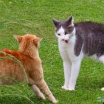 How to Stop a Kitten from Bullying an Older Cat