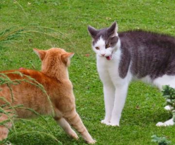 How to Stop a Kitten from Bullying an Older Cat