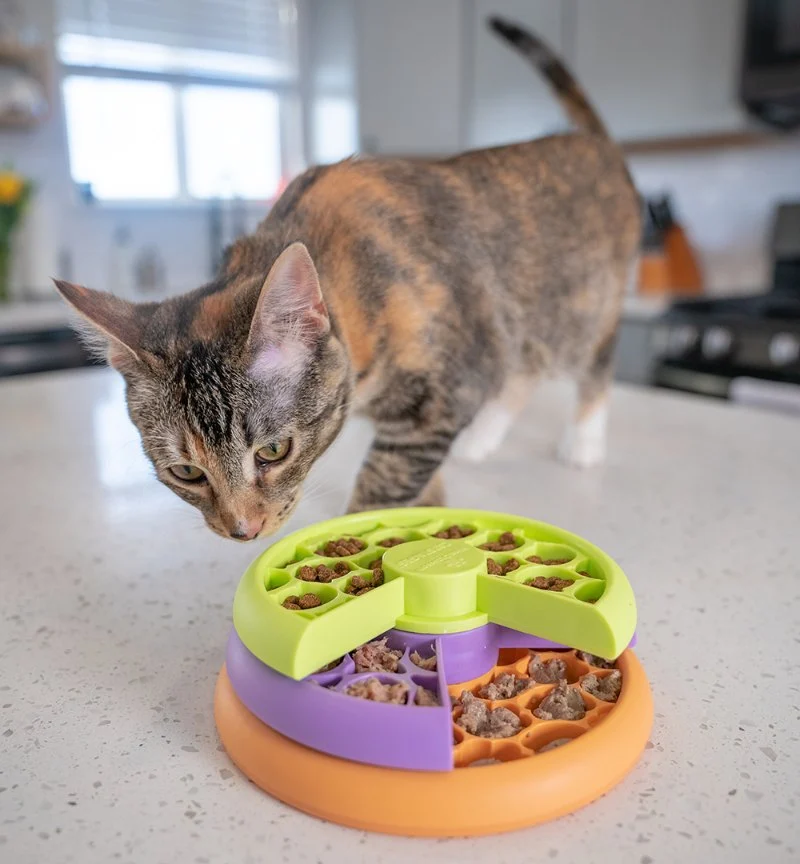 The Best Toy for a Kitten's Mental Stimulation: Puzzle Feeders