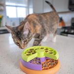 The Best Toy for a Kitten's Mental Stimulation: Puzzle Feeders