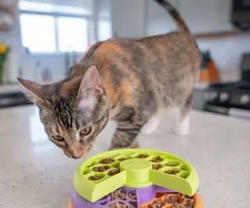 The Best Toy for a Kitten's Mental Stimulation: Puzzle Feeders