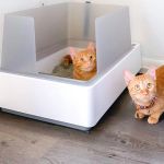 The Best Litter Box Location for a Kitten's Needs