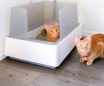 The Best Litter Box Location for a Kitten's Needs