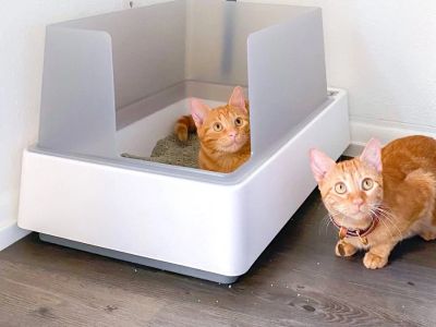 The Best Litter Box Location for a Kitten's Needs