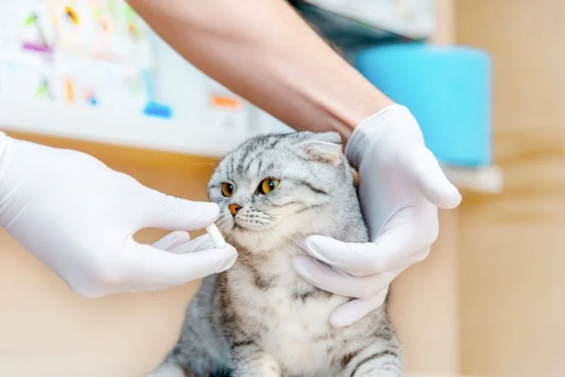 Understanding Hyperthyroidism in Cats: Treatment Options and Diet