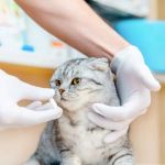 Understanding Hyperthyroidism in Cats: Treatment Options and Diet