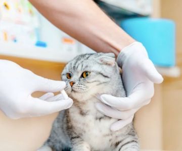 Understanding Hyperthyroidism in Cats: Treatment Options and Diet