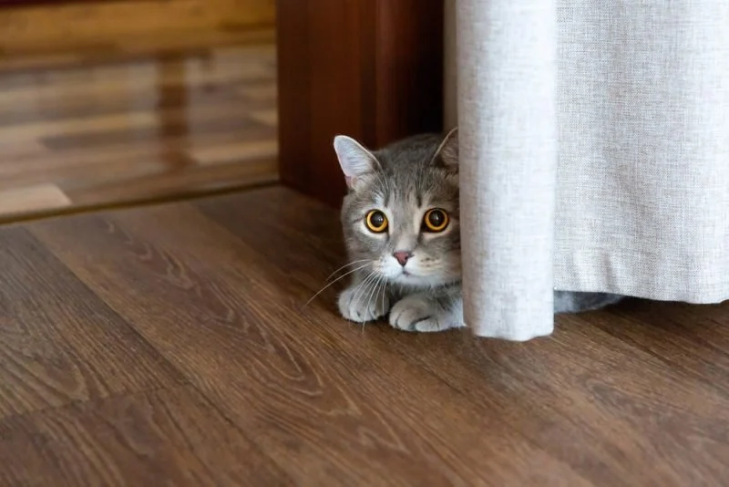 Understanding Why Your Cat Is Hiding: Behavioral and Medical Causes
