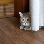 Understanding Why Your Cat Is Hiding: Behavioral and Medical Causes