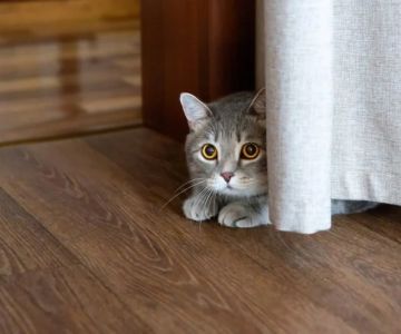 Understanding Why Your Cat Is Hiding: Behavioral and Medical Causes