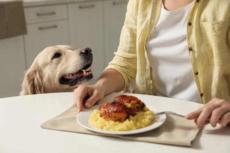 How to Stop Your Dog from Begging at the Dinner Table: Effective Tips
