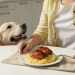 How to Stop Your Dog from Begging at the Dinner Table: Effective Tips