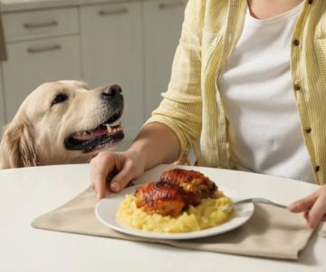 How to Stop Your Dog from Begging at the Dinner Table: Effective Tips