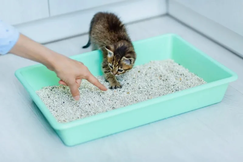 How to Choose the Right Cat Litter for Your Kitten