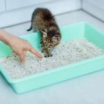 How to Choose the Right Cat Litter for Your Kitten