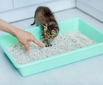 How to Choose the Right Cat Litter for Your Kitten