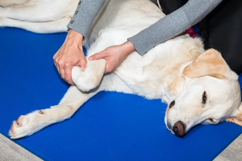 How to Keep Your Dog's Joints Healthy as They Age | Omnia Pet