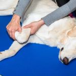 How to Keep Your Dog's Joints Healthy as They Age | Omnia Pet