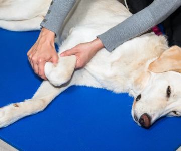 How to Keep Your Dog's Joints Healthy as They Age | Omnia Pet
