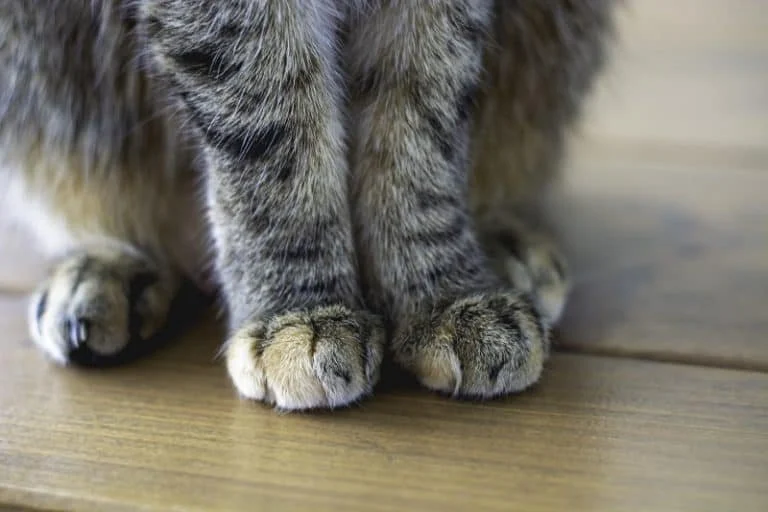 Why Do Kittens Have Whiskers on Their Legs? | Omnia Pet