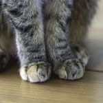 Why Do Kittens Have Whiskers on Their Legs? | Omnia Pet