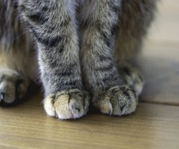 Why Do Kittens Have Whiskers on Their Legs? | Omnia Pet