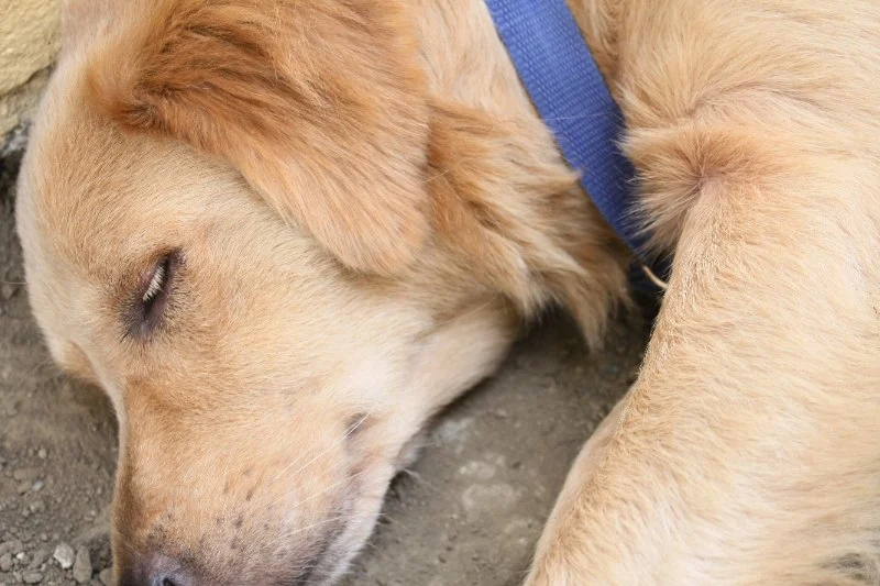 Signs of Worms in Dogs and How to Get Rid of Them: A Guide for Pet Owners