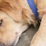 Signs of Worms in Dogs and How to Get Rid of Them: A Guide for Pet Owners