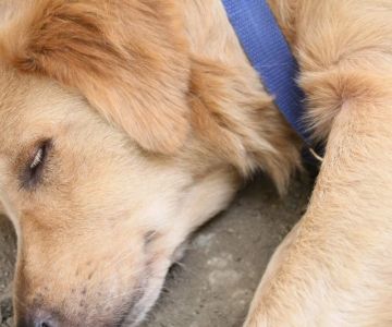 Signs of Worms in Dogs and How to Get Rid of Them: A Guide for Pet Owners