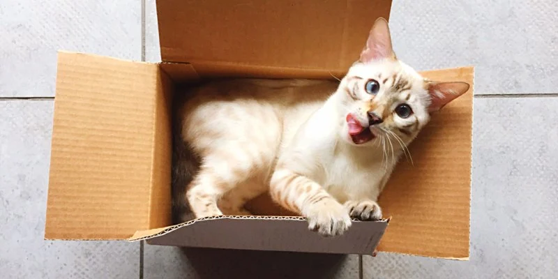 The Science Behind Why Cats Love Boxes and Small Spaces