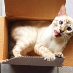 The Science Behind Why Cats Love Boxes and Small Spaces