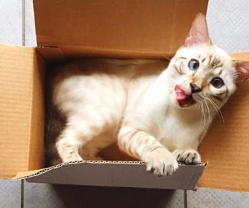 The Science Behind Why Cats Love Boxes and Small Spaces