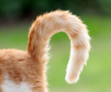 How to Help a Kitten with a Broken Tail
