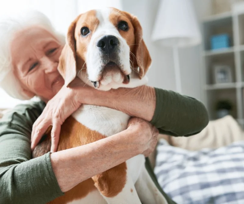 The Benefits of Adopting a Senior Pet vs. a Puppy or Kitten – Why Older Pets Make Great Companions