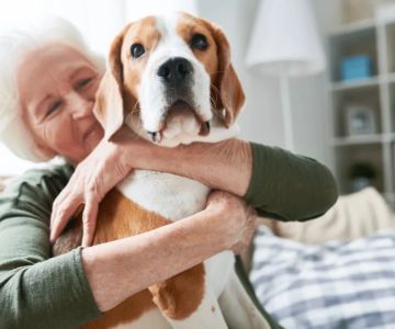 The Benefits of Adopting a Senior Pet vs. a Puppy or Kitten – Why Older Pets Make Great Companions