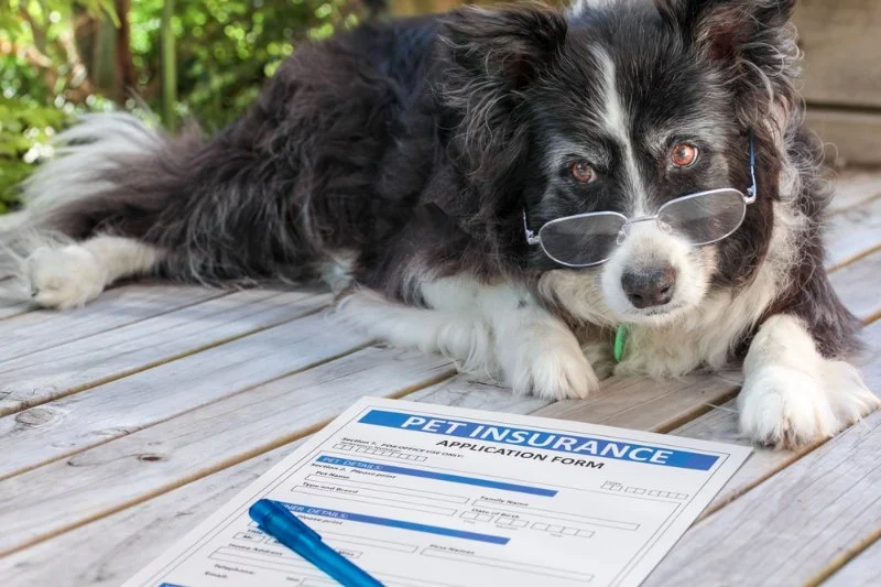 Understanding Pet Insurance: What Does It Actually Cover?