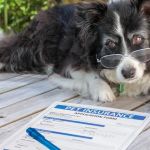 Understanding Pet Insurance: What Does It Actually Cover?